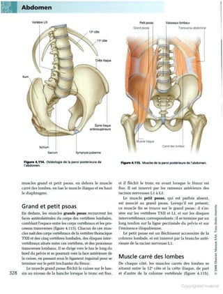 Grays anatomie
