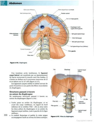 Grays anatomie
