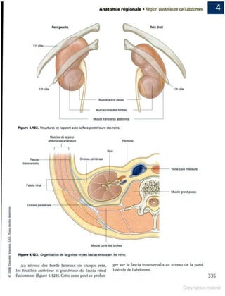 Grays anatomie