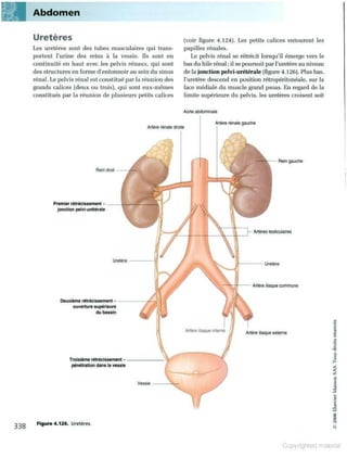 Grays anatomie