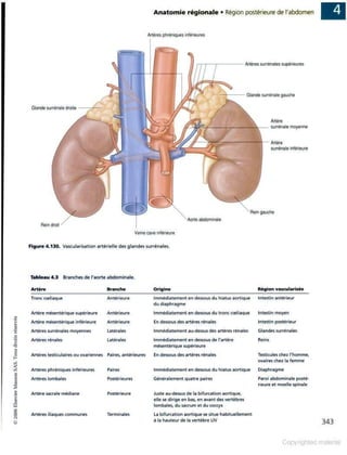 Grays anatomie