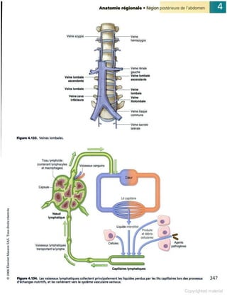 Grays anatomie
