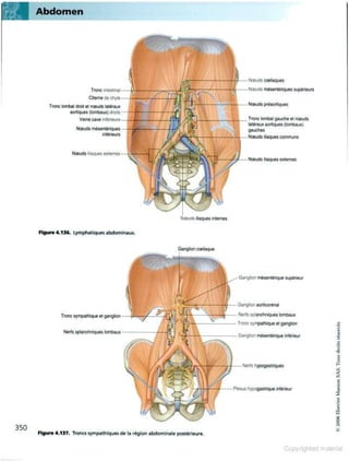 Grays anatomie