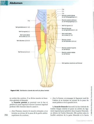 Grays anatomie