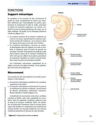 Grays anatomie