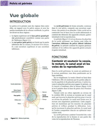 Grays anatomie