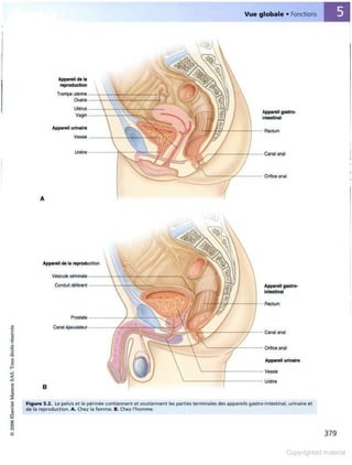 Grays anatomie