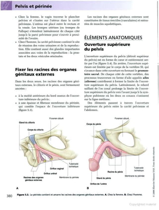 Grays anatomie
