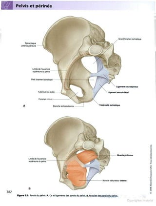 Grays anatomie