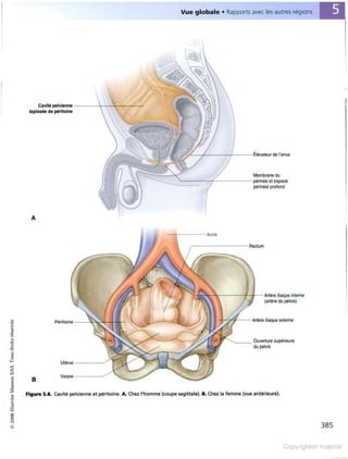 Grays anatomie