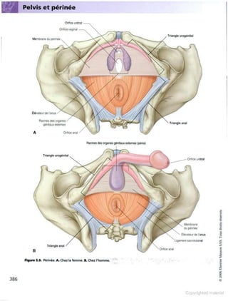 Grays anatomie