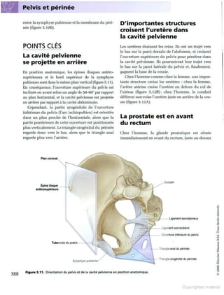 Grays anatomie