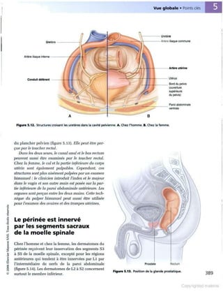 Grays anatomie