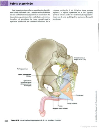 Grays anatomie