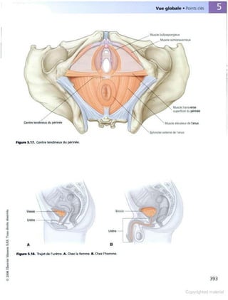 Grays anatomie