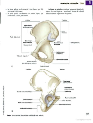 Grays anatomie