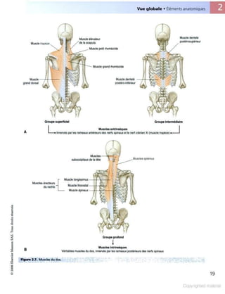 Grays anatomie