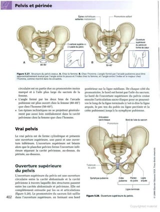 Grays anatomie