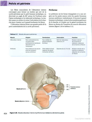 Grays anatomie