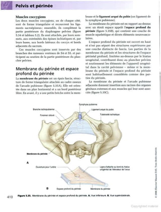 Grays anatomie