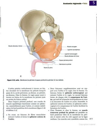 Grays anatomie