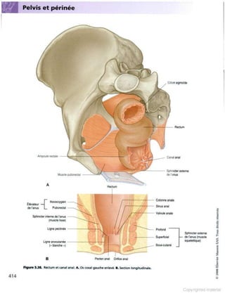 Grays anatomie