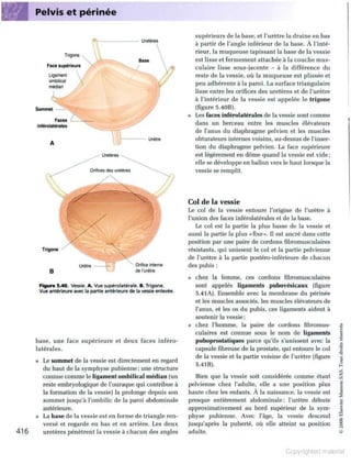 Grays anatomie