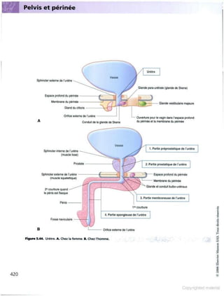Grays anatomie