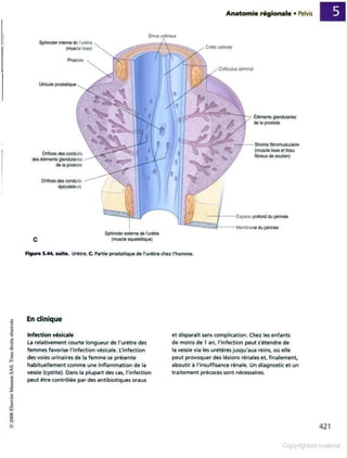 Grays anatomie