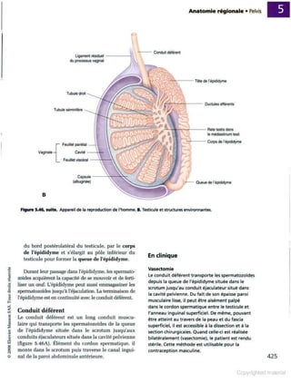 Grays anatomie