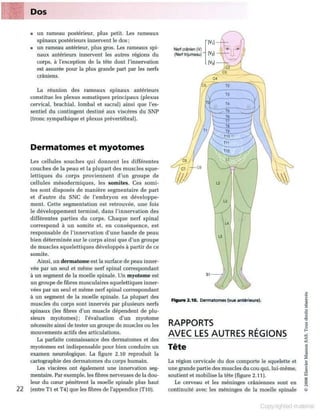 Grays anatomie