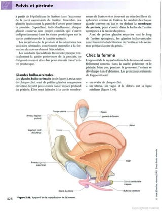Grays anatomie