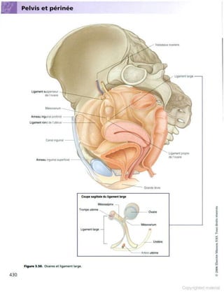 Grays anatomie