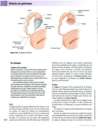 Grays anatomie