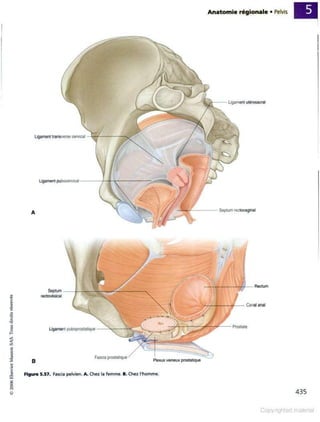 Grays anatomie