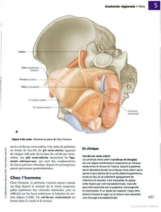 Grays anatomie