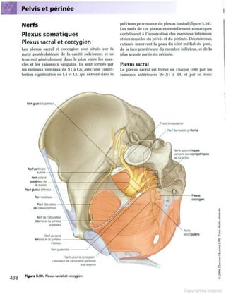 Grays anatomie