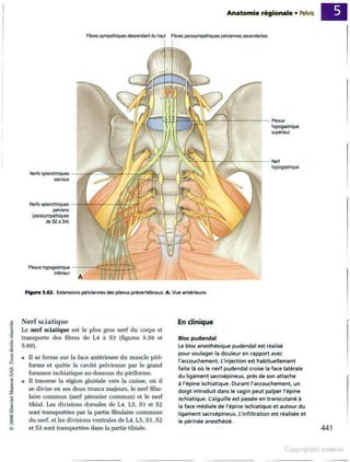 Grays anatomie
