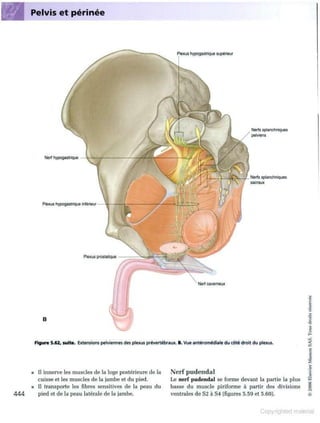 Grays anatomie