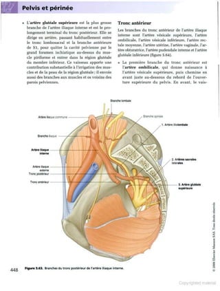Grays anatomie