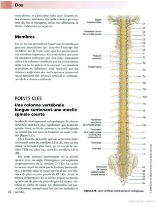 Grays anatomie
