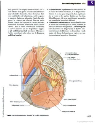 Grays anatomie