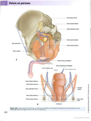 Grays anatomie