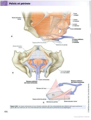 Grays anatomie