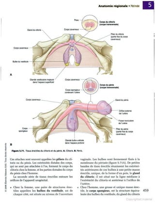 Grays anatomie