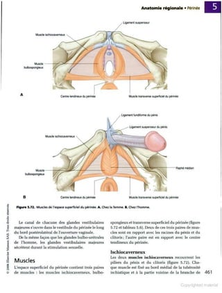 Grays anatomie