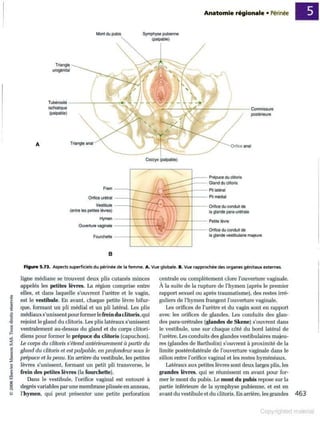 Grays anatomie