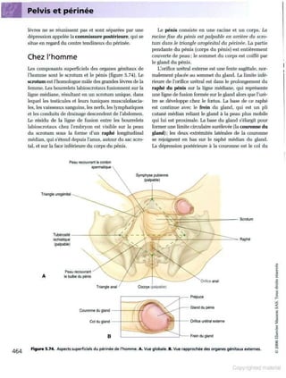 Grays anatomie