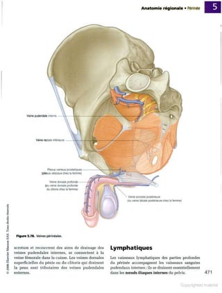 Grays anatomie
