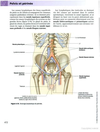 Grays anatomie